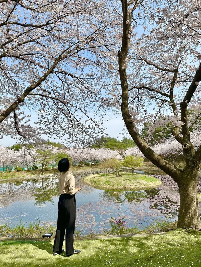 나주 벚꽃 명소 동신대 미래학사에서 예쁜 벚꽃 구경가기🫶