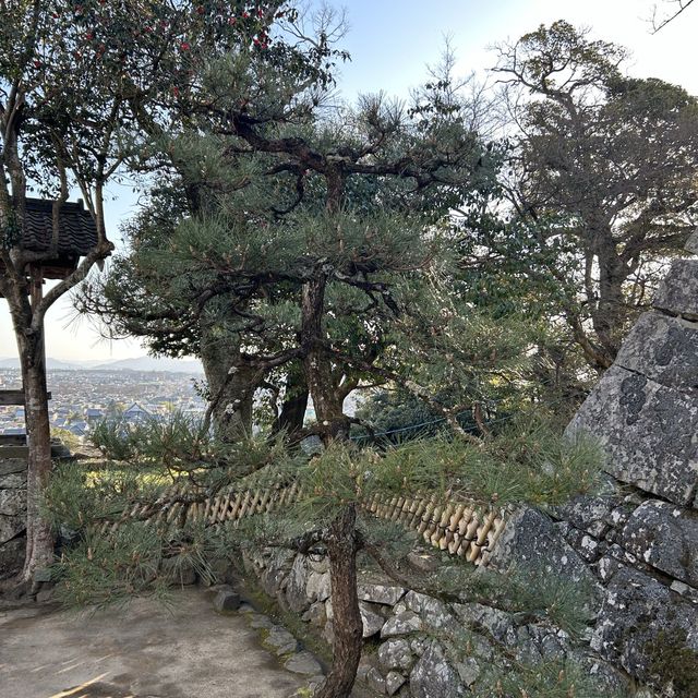 彥根城的古典美