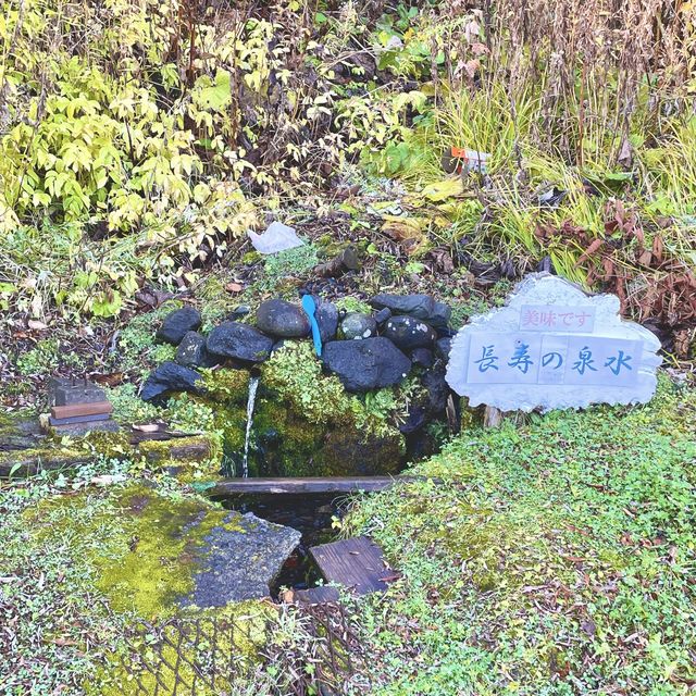 ペシ岬と道路沿いの一面の紅葉が絶景の鴛泊