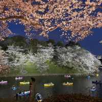 東京最美夜櫻之一🌸 – 千鳥之淵