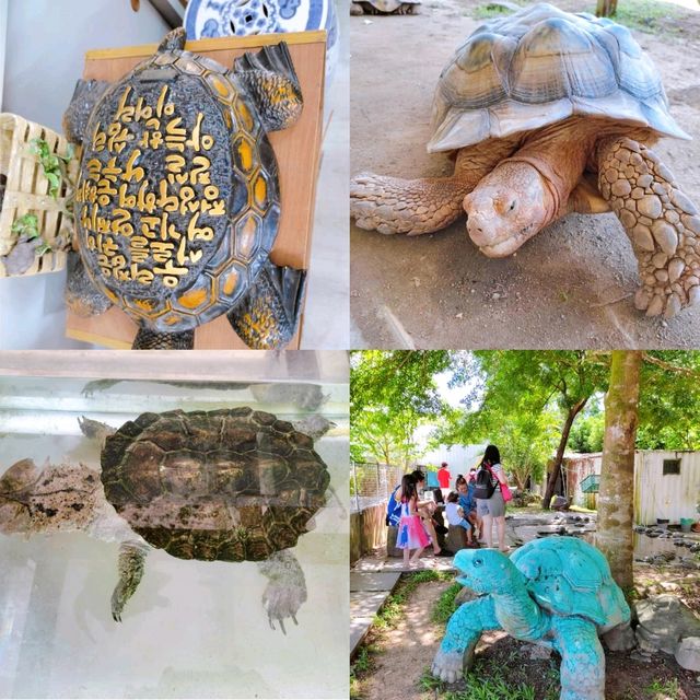 Fun Time at Turtle and Tortoise Museum