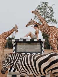 曼谷車程三小時🇹🇭｜近距離接近猛獸 Safari Park🦒