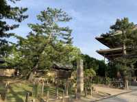 🎋奈良「東大寺」：探索古代佛教文化的代表性景點✨