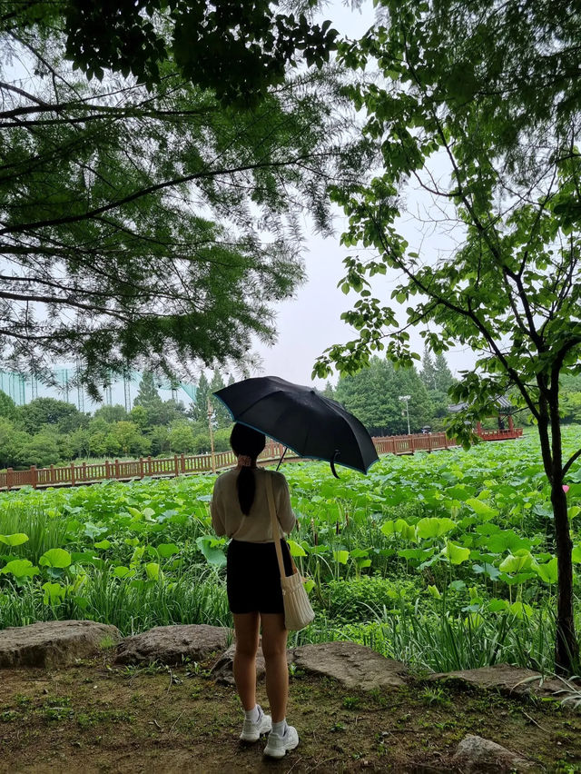 연꽃으로 가득한 전주 덕진공원