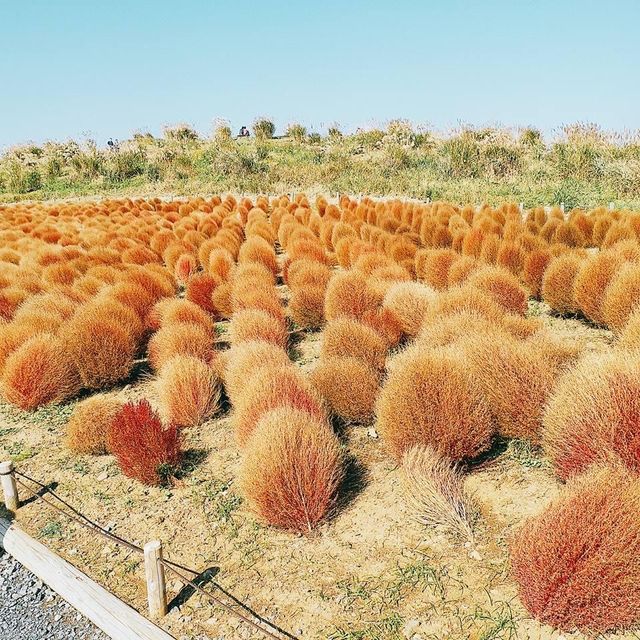 茨城縣- 日立海濱公園