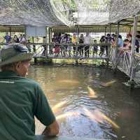 Jong's Crocodile Farm Adventure!