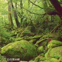 【屋久島】ジブリの世界のような島