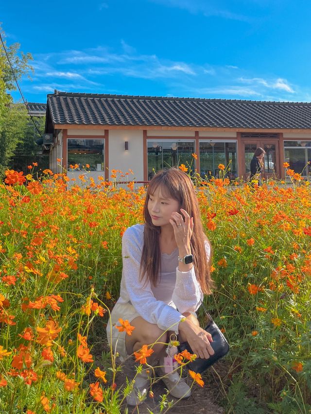 지금 꼭 가야하는 코스모스 스팟💛
