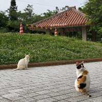 沖繩之靈：波上宮的神秘旅程🌺