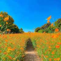 Olympic Park's Wildflower Maru Blossoms 