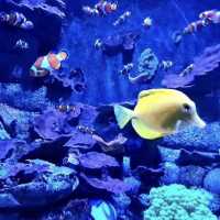 Dive in at Aquaria KLCC