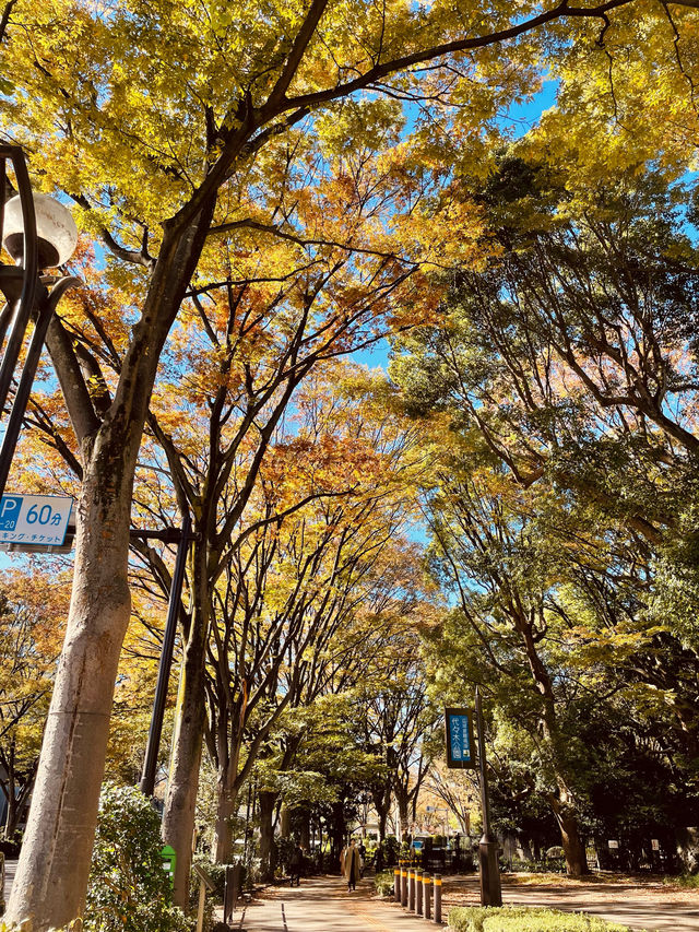 Embrace the autumn leaves in yoyogi park