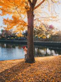 【東京・絶景スポット】メタセコイヤの森🌳水元公園