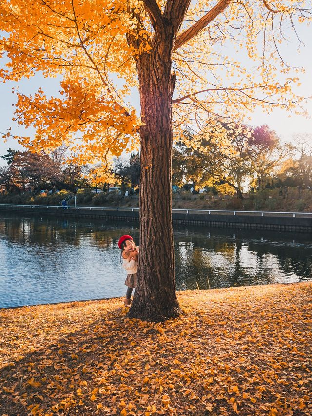【東京・絶景スポット】メタセコイヤの森🌳水元公園