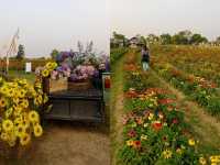 I Love Flower Farm 🌼