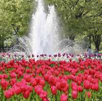 Tonami Tulip Park 💐🌷