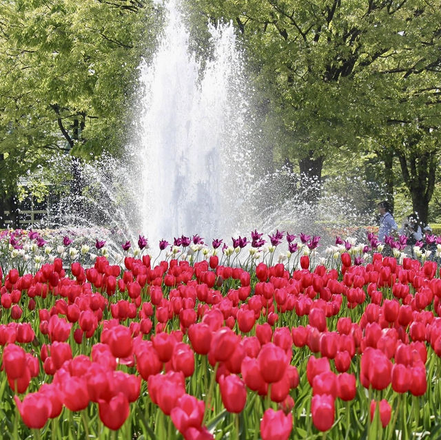 Tonami Tulip Park 💐🌷