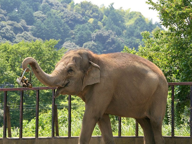 Nihondaira Zoo