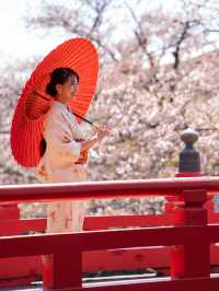 たらい舟からゆったり桜を楽しむ🌸岐阜県大垣市・水門川