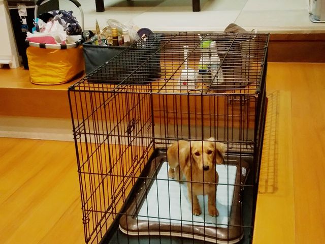 ドッグラバーズにお勧めのお宿