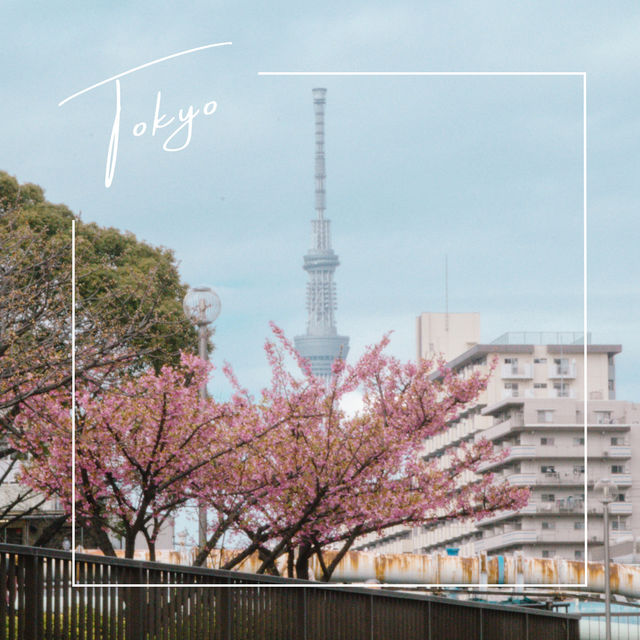 【東京】スカイツリー×桜🌸が撮れる穴場スポット📷´-