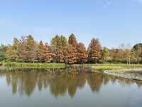 香港好去處 | 香港濕地公園 | 一月賞紅葉 | 二月賞李花