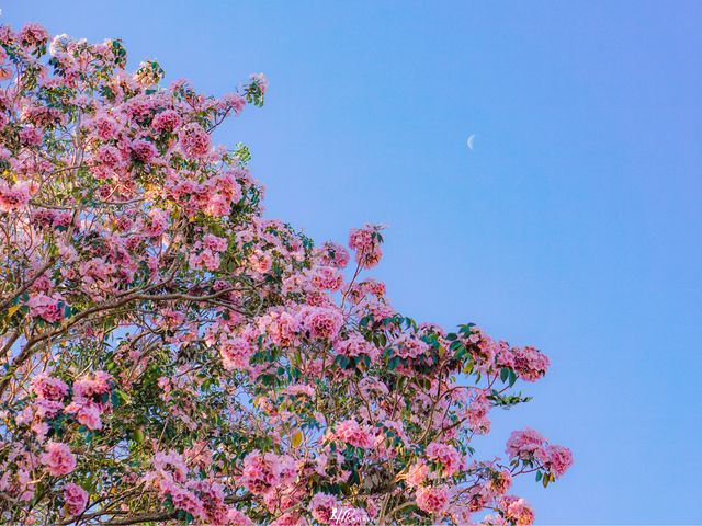 ดอกชมพูพันธุ์ทิพย์ กำลังบาน 🌸🌸🌸