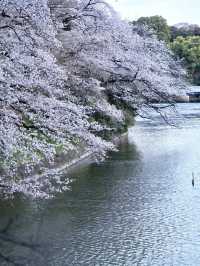 【九段下】皇居のお濠に260本の桜が咲き誇る🌸※オススメルート情報付き