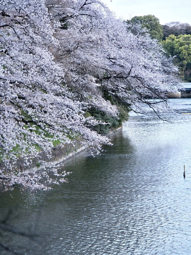 【九段下】皇居のお濠に260本の桜が咲き誇る🌸※オススメルート情報付き