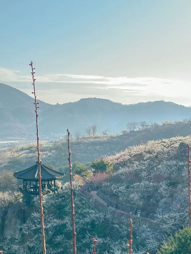 봄을 여는 광양 매화마을의 아침🌸💖