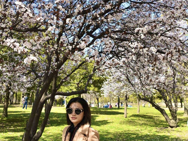 ชมดอกซากุระ 🌸 ที่สวนสาธารณะทสึรุมิ เรียวคุจิ