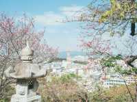 日本でも早く桜の見頃を迎える寒緋桜