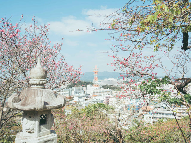 日本でも早く桜の見頃を迎える寒緋桜