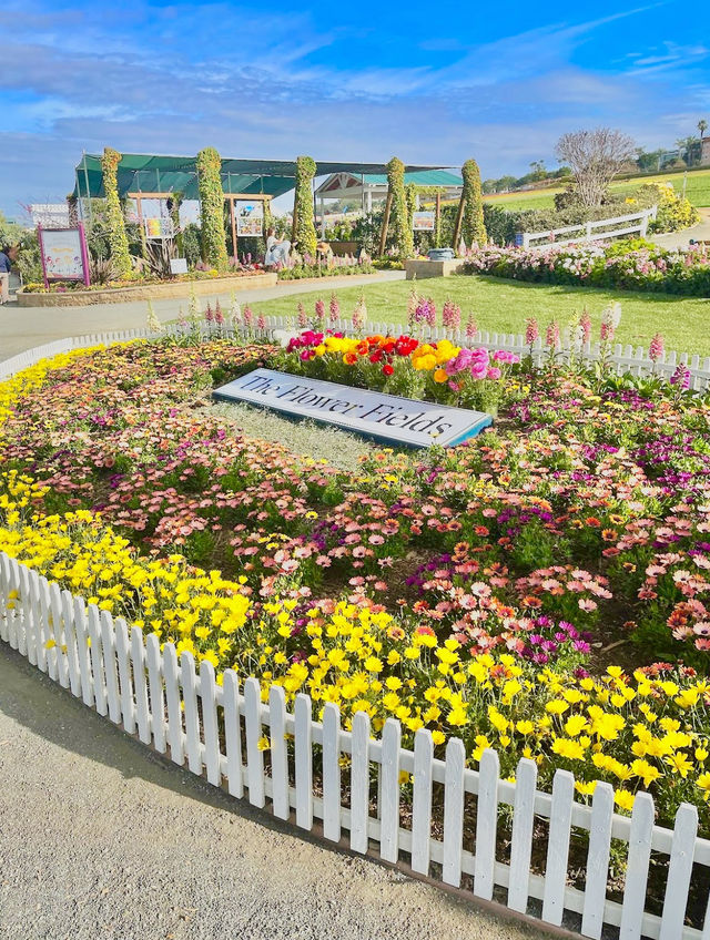 The Flower Fields