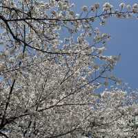 서울 벚꽃놀이는 북서울꿈의숲으로~🌸
