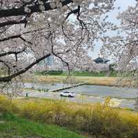 온세상이 딸기우유색으로 물든 무심천🌸