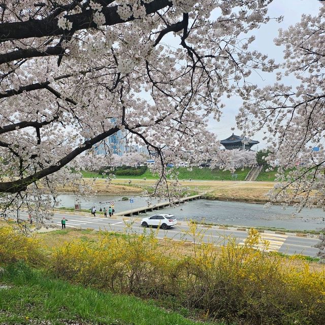 온세상이 딸기우유색으로 물든 무심천🌸