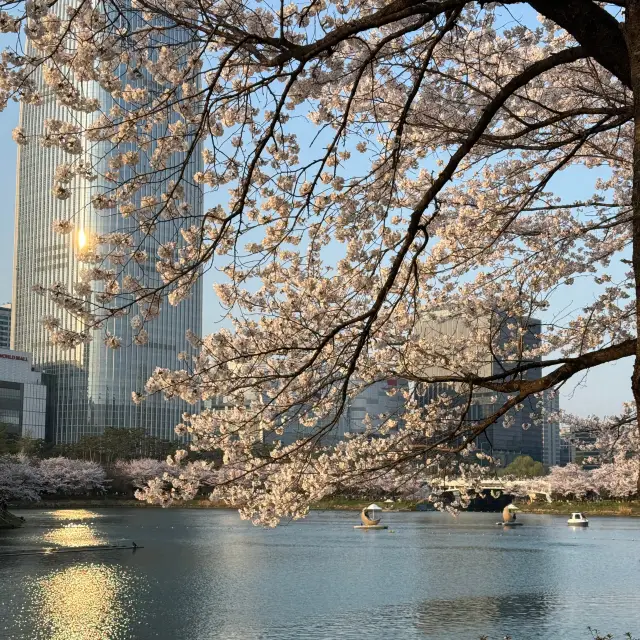 Jamsil Seokchon Lake Cherry Blossom Bloom Status, Recommended Date Course.