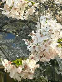 【目黒川/東京都】桜満開になったら、まずは目黒川へ