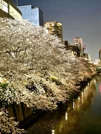 【目黒川/東京都】桜満開になったら、まずは目黒川へ