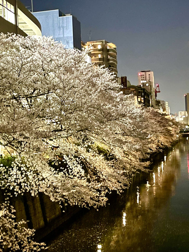 【目黒川/東京都】桜満開になったら、まずは目黒川へ
