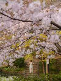 Sakura in Osaka - Nara