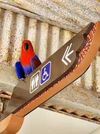 Bird Paradise