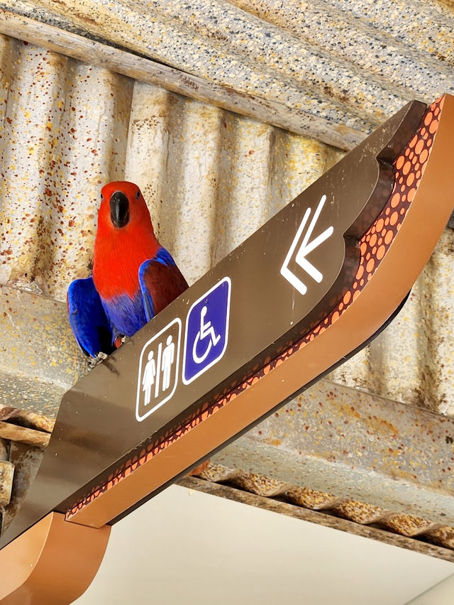 Bird Paradise
