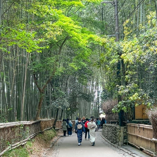 Spring in Arashiyama 1-day trip🌸🎋