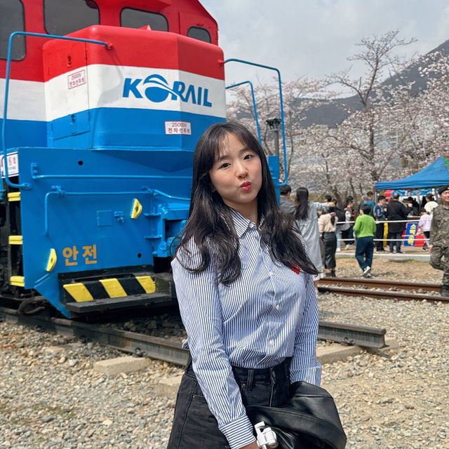 당일치기 버스로 다녀온 2024년 진해군항제 벚꽃 후기