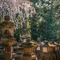 多賀大社：古老神社，幽靜祥和的神域之鄉