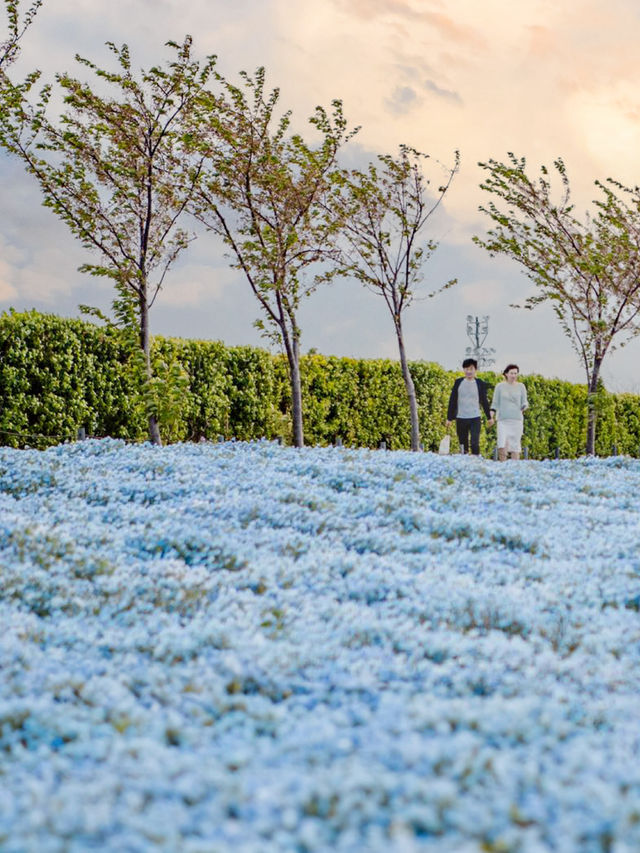 Osaka Maishima Seaside Park ทุ่งดอกเนโมฟีลาโอซาก้า