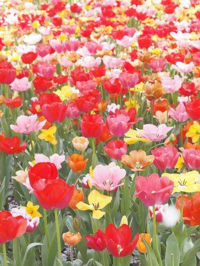 25万球の圧巻の景色！昭和記念公園のチューリップ | Trip.com 立川