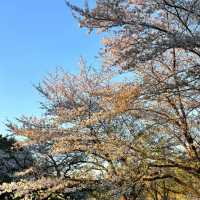 【日韓春天好去處】上田公園：絕景櫻花